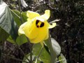 Mahot bord de mer - Hibiscus tiliaceus - 5 à 6m